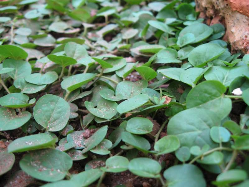 Vishnukranthi-Evolvulus alsinoides.